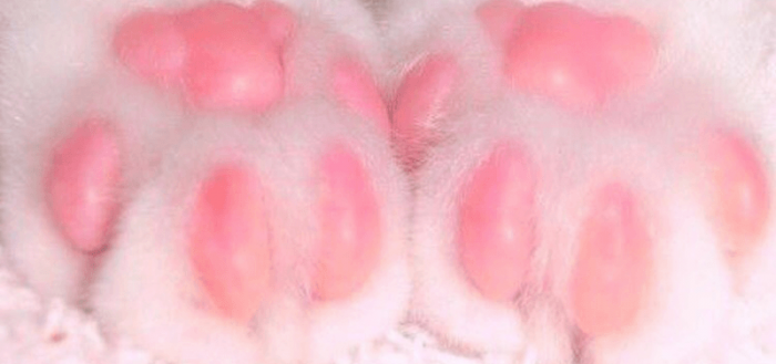 Пальцы на лапах у кошки - умилительное зрелище