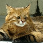 Пампасская кошка