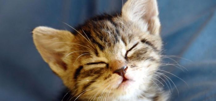 Полосатый котёнок с закрытыми глазами на синем фоне