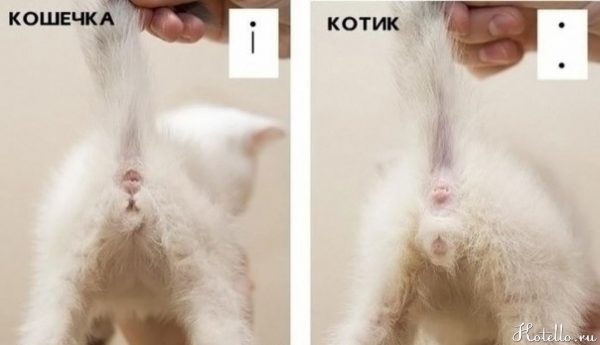 Половые органы кошки и кота