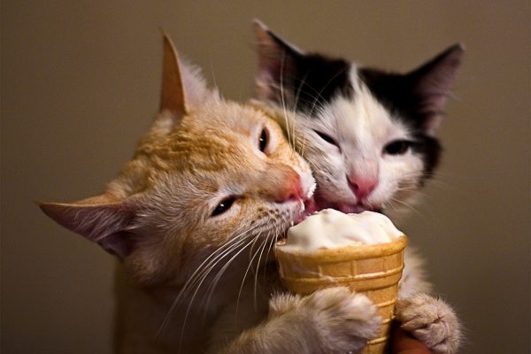 Кошки едят мороженое