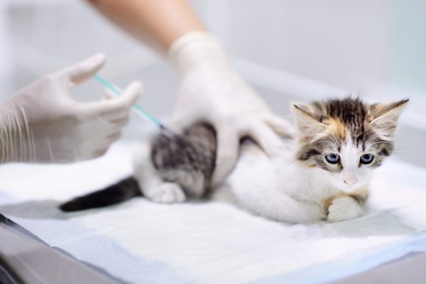 прививка котёнка
