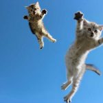 Котята прыгают