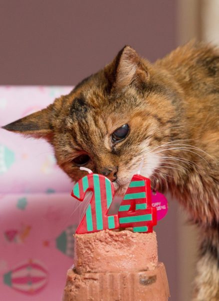 Пятнистая кошка с печёночным тортом