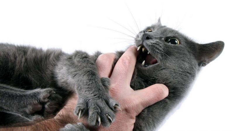 Как избавить котёнка от привычки кусать и царапать своих владельцев
