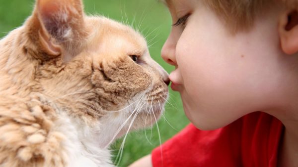 Ребёнок целует в нос рыжую кошку