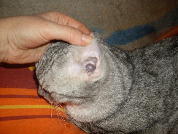 Регулярная профилактическая чистка ушей у кота