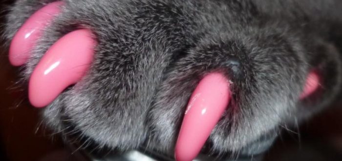 розовые антицарапки на серой кошачьей лапке