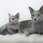 русская голубая кошка и котёнок