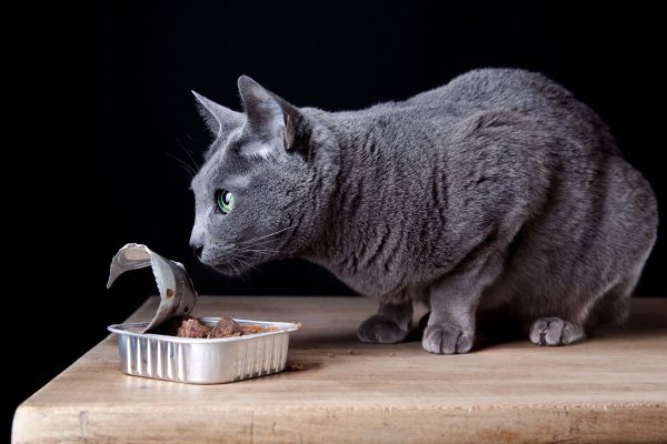 русская голубая кошка ест из маленького контейнера