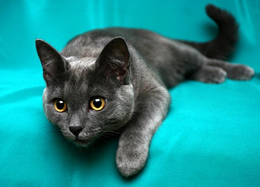 русская голубая кошка желтые глаза