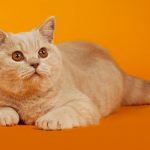 Рыжая британская кошка с карими глазами