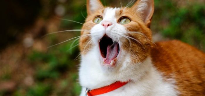 Рыже-белый кот стоит, открыв рот