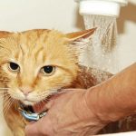 Рыжего кота моют под душем