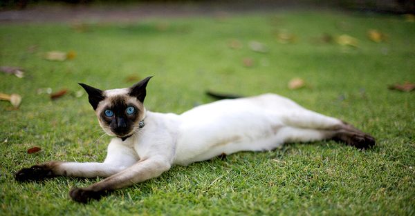 Кошка лежит на траве