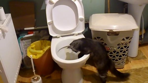 Кот в туалетной комнате