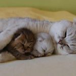 Котята спят с мамой
