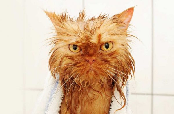 мокрый рыжий кот со злым взглядом