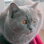 Серый британский кот