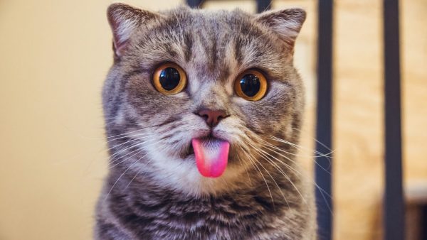 Серый кот высунул язык
