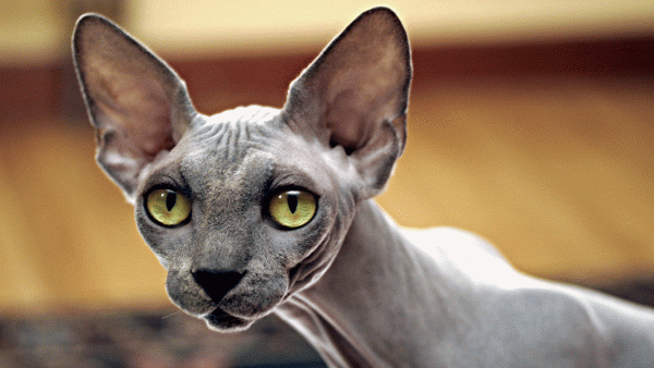 серый кот породы сфинкс