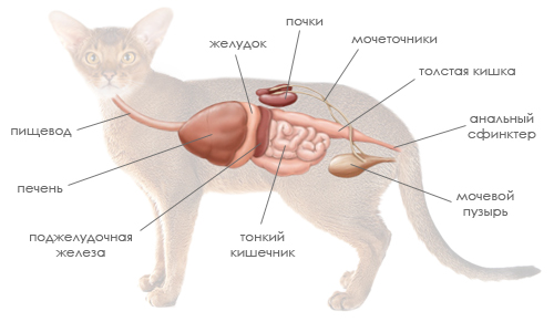Схема пищеварительной и выделительной системы кошки