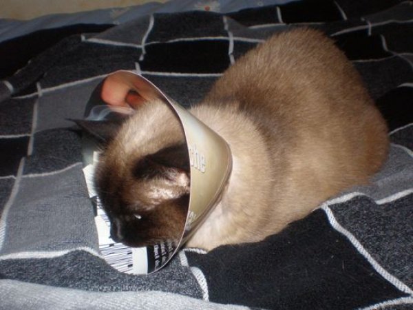 Сиамская кошка в ветеринарном воротнике из картона