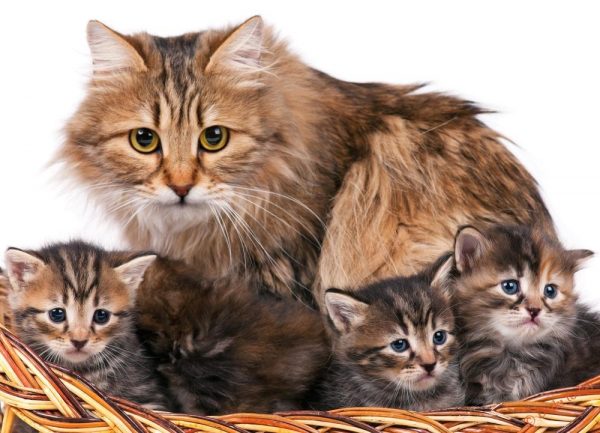 Сибирская кошка с котятами
