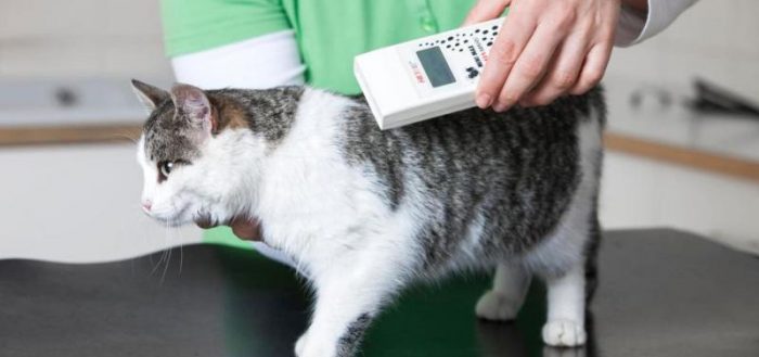 Сканирование чипа у кошки