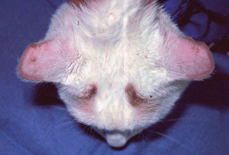 Солнечный дерматит у кошки