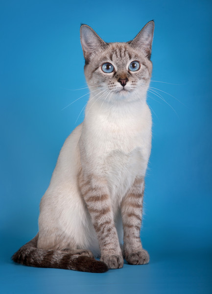 Тайская кошка: описание внешности и характера породы, уход за питомцем и  его содержание, выбор котёнка, отзывы владельцев, фото кота