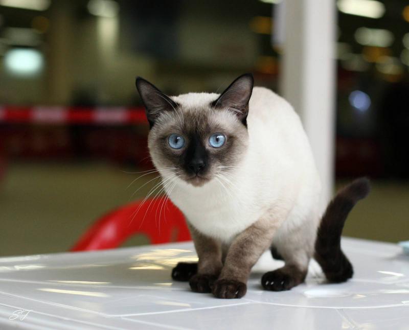Особенности приобретения и содержания тайской кошки