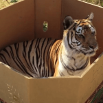 Тигр в коробке