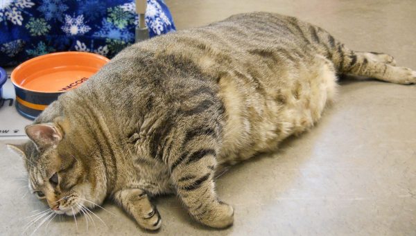 толстый кот лежит
