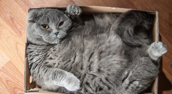 Толстый кот в коробке