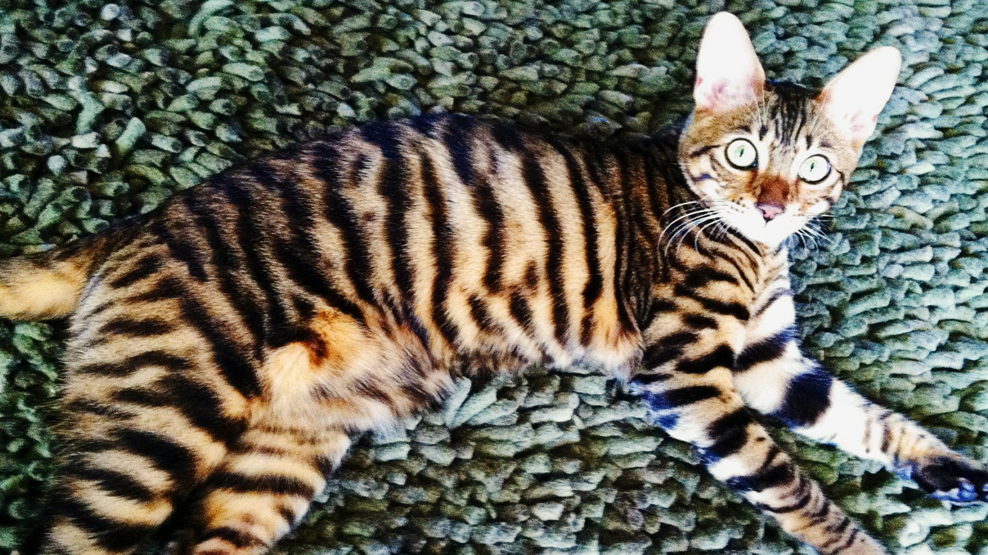 Кошка в полоску порода. Бенгальская кошка тойгер. Тойгер бенгал кот. Табби макрель тигровый. Тойгер кошка табби.