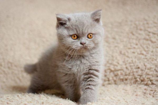 трехмесячный серый котёнок