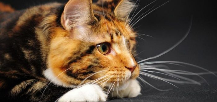Зачем коту усы: как называются по научному (вибриссы), что такое вибриссы у кошек
