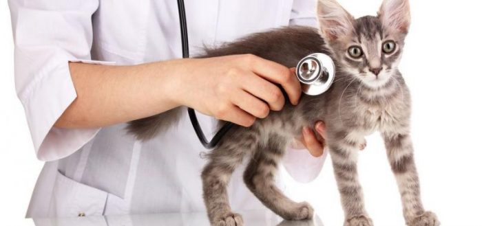 Ветеринар осматривает котёнка