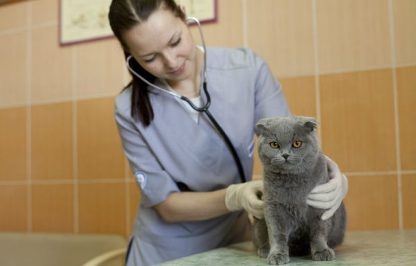Ветеринар прослушивает кошку
