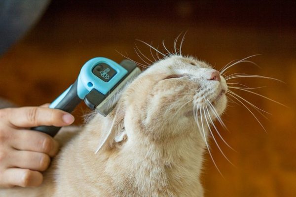 вычёсывание кошки