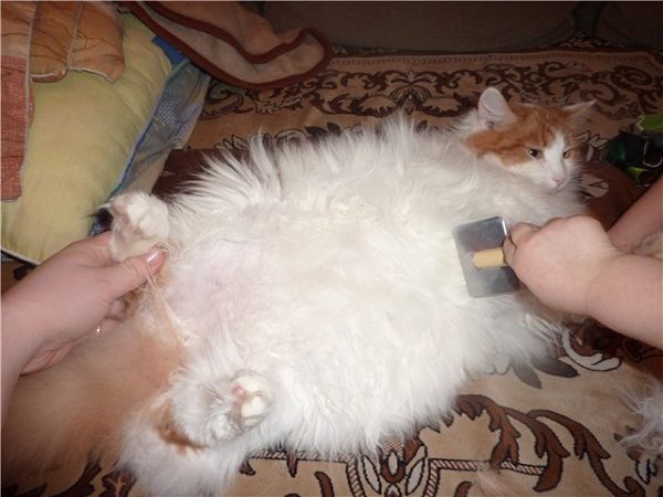 Вычёсывание кота