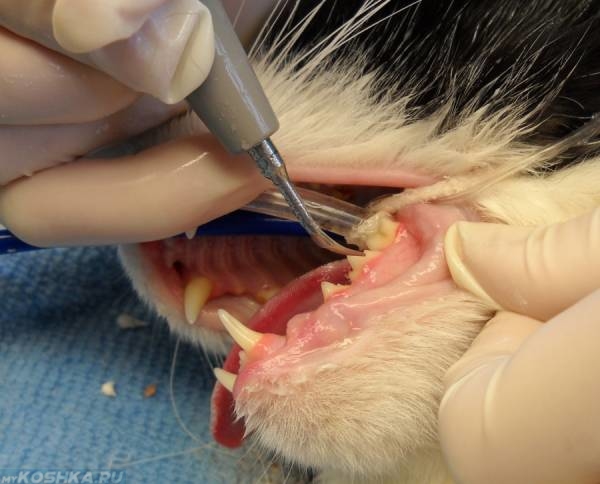удаление зубного камня у кота
