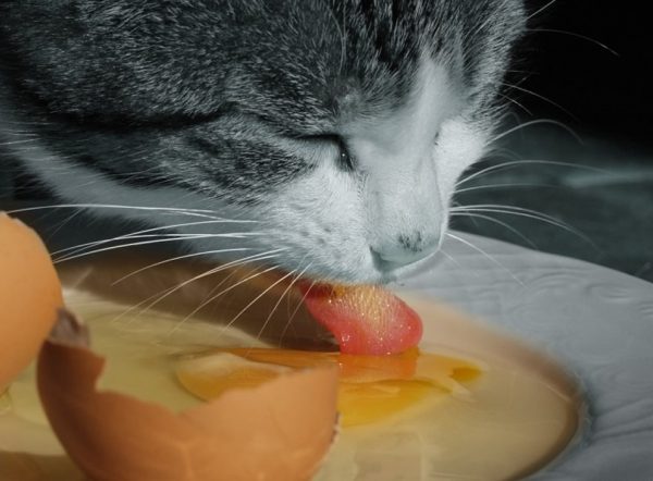кот ест сырое яйцо