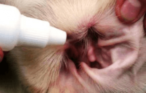 Закапываем средство в уши кошке