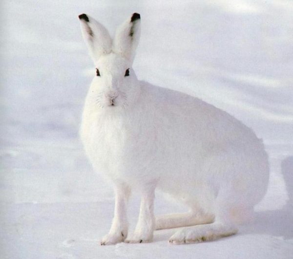 Заяц-беляк на снегу