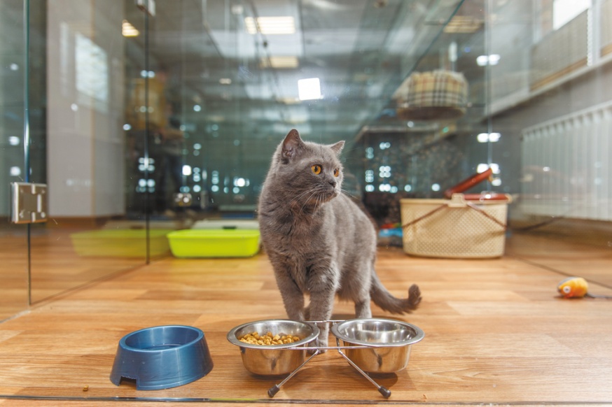 Гостиница для кошек: современные отели для животных и домашние передержки