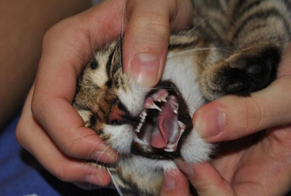 Осматривают зубы кошки