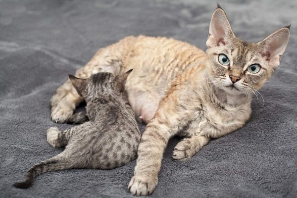 Кошка с котёнком