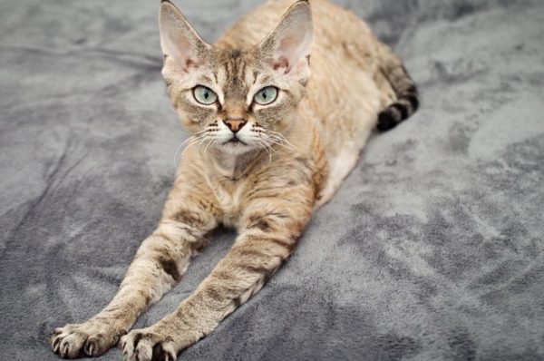 Кошка породы немецкий рекс на тёплом пледе